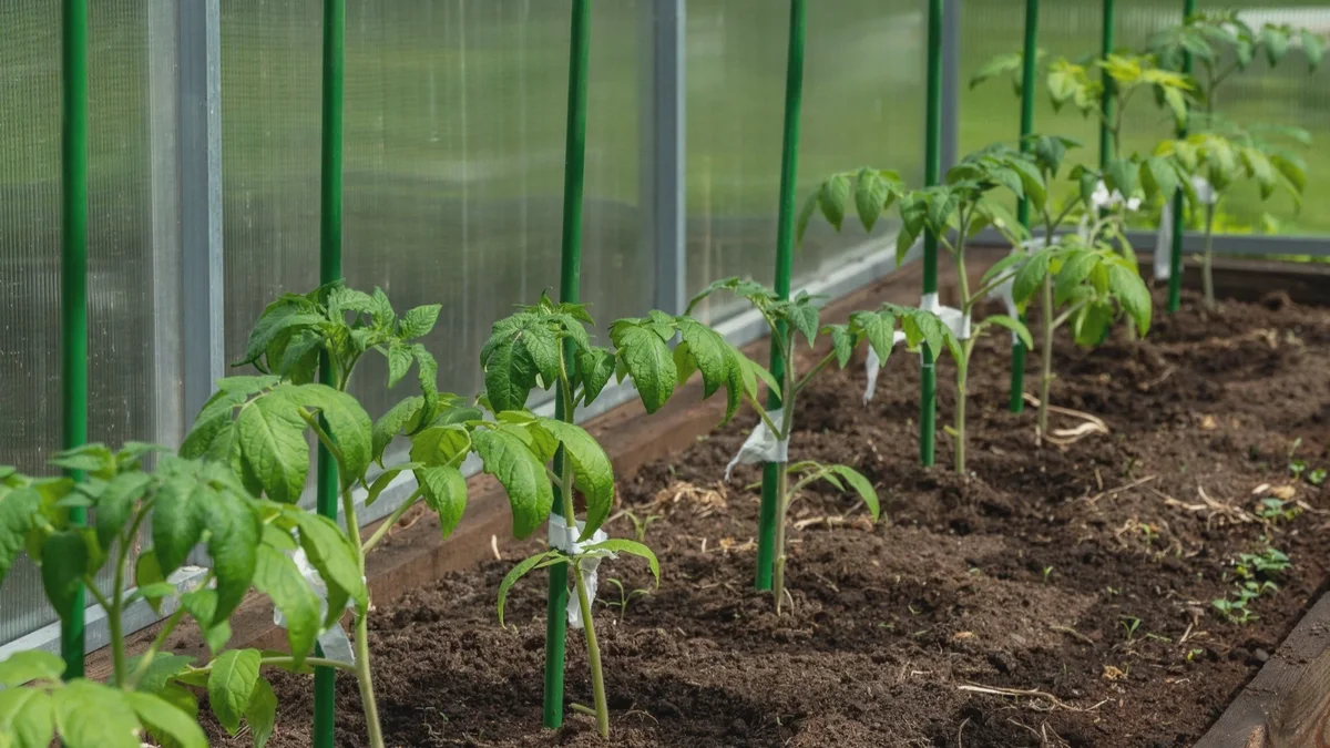 Jeg stopper med at vande efter plantning. Tomater belønner mig med stærkere vækst